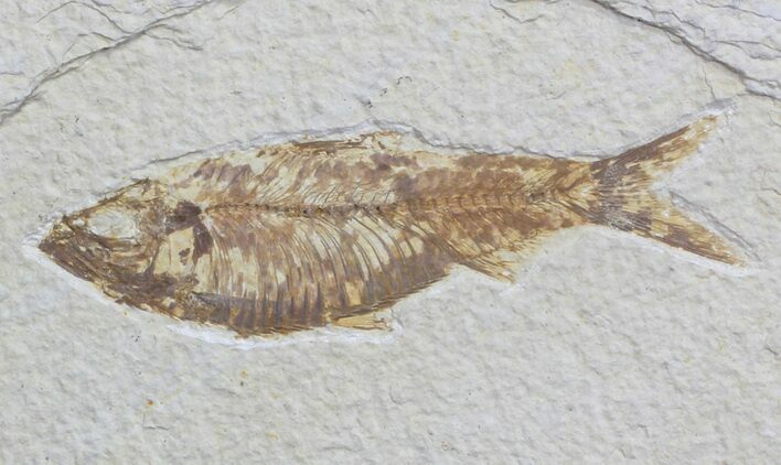 Knightia Fossil Fish - Wyoming #59833